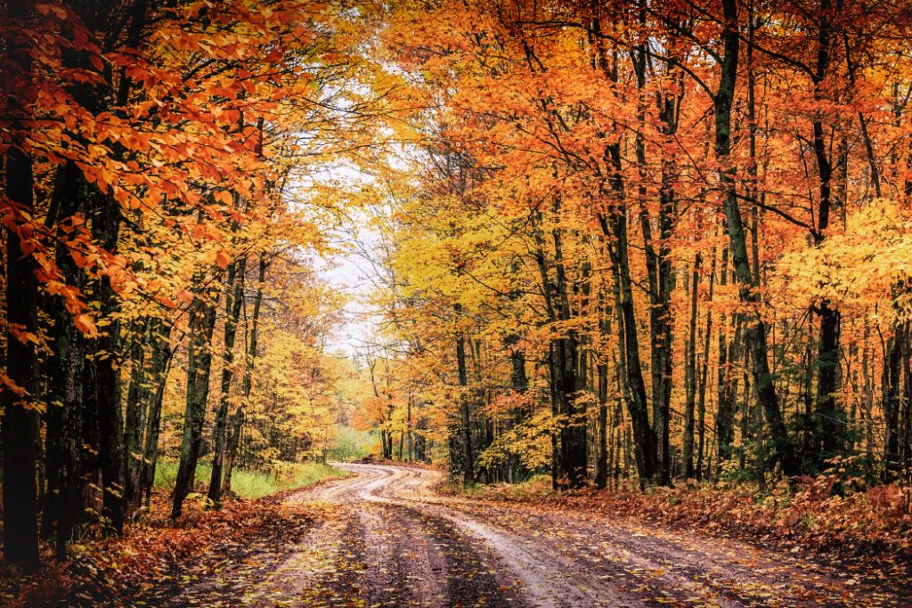 Americanism: Leaf Peeping